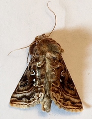 Autographa mappa