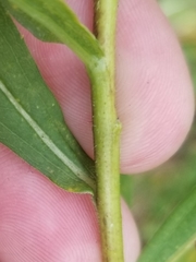 Solidago canadensis canadensis