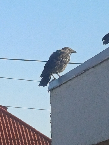 Eurasian Jackdaw