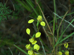 Diuris unica