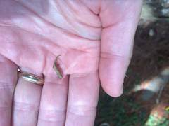 Brookesia tuberculata