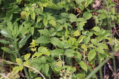 Rubus pinnatus