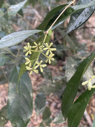 Syzygium cryptophlebium, 2025-06-15