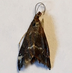 Pyrausta nicalis