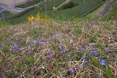 Gentiana thunbergii thunbergii
