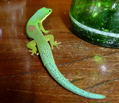 Phelsuma lineata