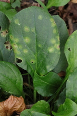 Puccinia arenariae