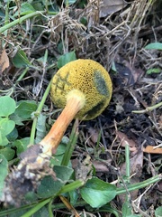 Fungi