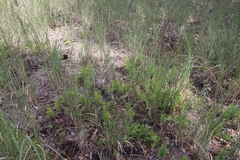 Thelypteris confluens