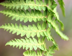 Thelypteris confluens