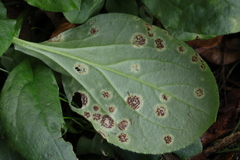 Puccinia arenariae