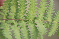 Thelypteris confluens