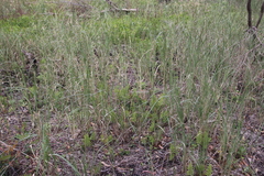 Thelypteris confluens