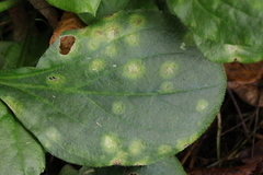 Puccinia arenariae