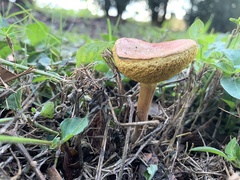 Fungi