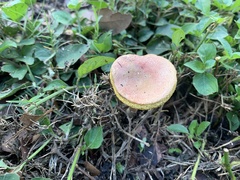 Fungi