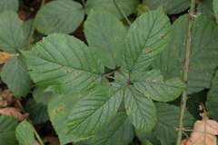 Rubus newbouldii