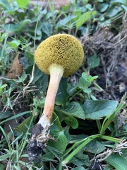 Fungi