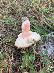 Russula