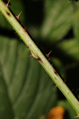 Rubus newbouldii