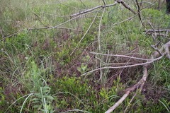 Fumaria muralis muralis