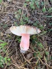 Russula