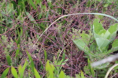 Fumaria muralis muralis