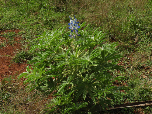 Lupinus cosentinii image