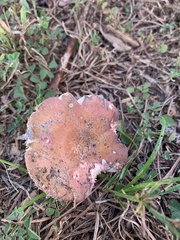 Russula