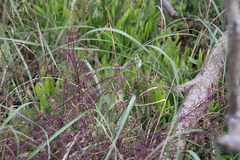 Fumaria muralis muralis