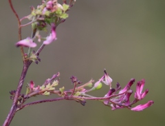 Fumaria muralis muralis