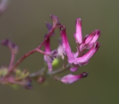 Fumaria muralis muralis