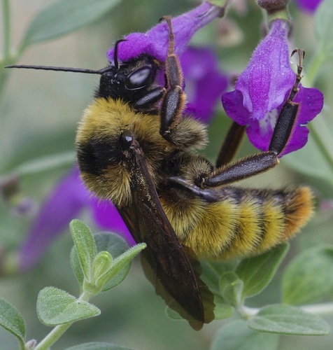 American Bumble Bee, photo 4 of 9