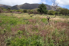 Fumaria muralis muralis