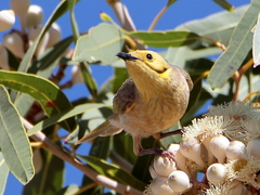 Ptilotula flavescens