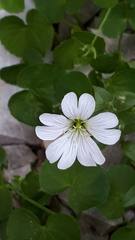 Cerastium latifolium