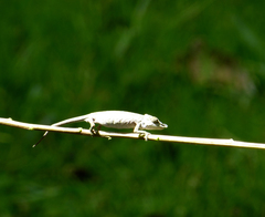 Chamaeleonidae
