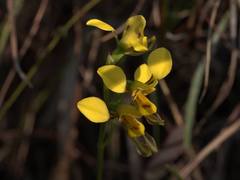 Diuris unica