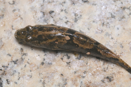 Freshwater sleeper (Odontobutis potamophila) — Odontobutidae — 2