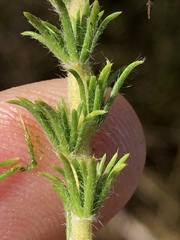 Aspalathus cephalotes violacea