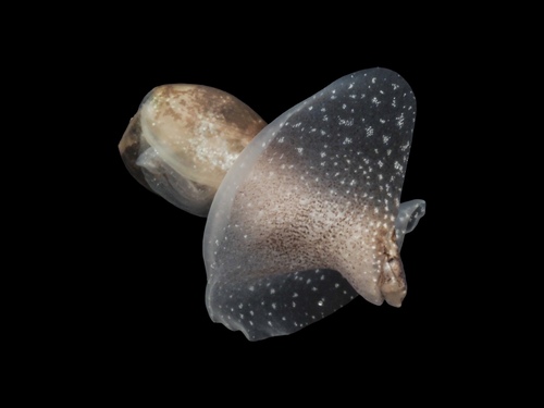 Thin Bubble-shell, photo 3 of 10