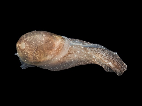 Thin Bubble-shell