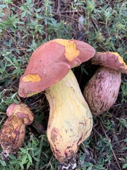 Xerocomoideae