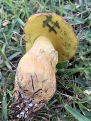 Xerocomoideae