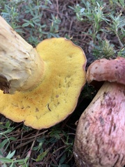 Xerocomoideae