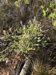Aspalathus cephalotes violacea