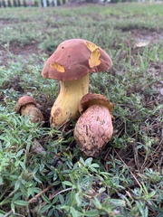 Xerocomoideae