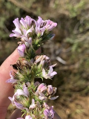 Aspalathus cephalotes violacea