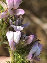 Aspalathus cephalotes violacea