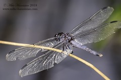 Libellula incesta